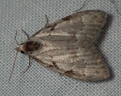 Nola triquetrana