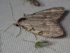 Nola triquetrana