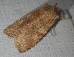 Lithophane semiusta