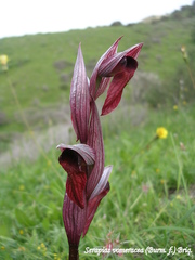 Bilamellaria