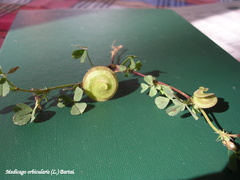 Medicago orbicularis