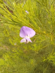 Psoralea