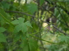 Cardiospermum grandiflorum