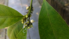 Glycosmis parviflora