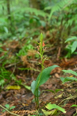 Cryptostylis arachnites