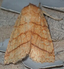 Pyreferra hesperidago