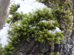 Lewinskya