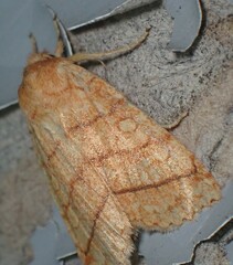 Pyreferra hesperidago