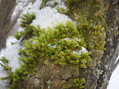 Lewinskya