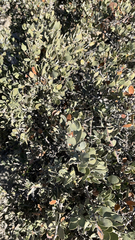 Simmondsia chinensis