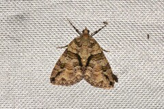 Polyclysta hypogrammata