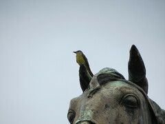 Tyrannus melancholicus