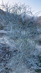 Psorothamnus spinosus