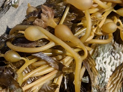 Macrocystis pyrifera