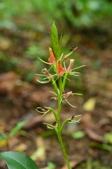Cryptostylis arachnites
