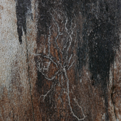 Taphrorychus bicolor