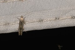 Thiotricha atractodes