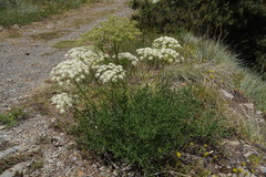 Laserpitium gallicum