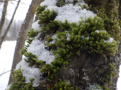 Lewinskya
