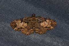 Scotocyma albinotata