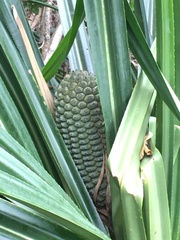 Pandanus