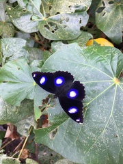 Hypolimnas bolina nerina