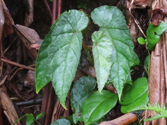 Begonia longifolia