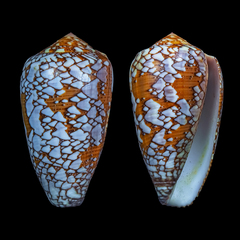 Conus behelokensis