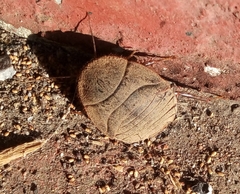 Homoeogamia mexicana