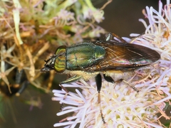 Idiella euidielloides