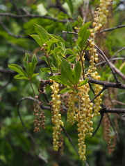 Dioscorea quartiniana
