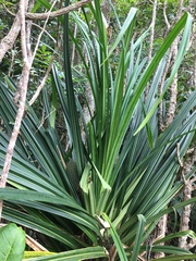 Pandanus