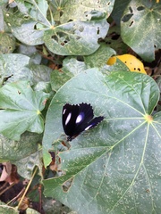 Hypolimnas bolina nerina