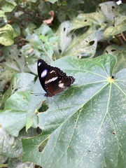 Hypolimnas bolina nerina