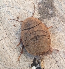 Homoeogamia mexicana