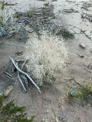 Psorothamnus spinosus