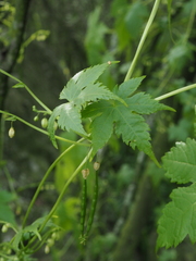 Cardiospermum grandiflorum