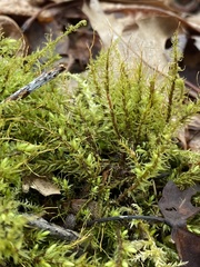 Ptychostomum pseudotriquetrum