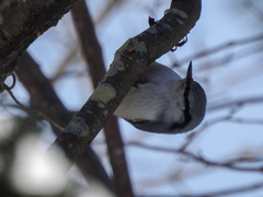 Sitta europaea