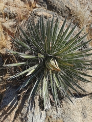 Agave schidigera