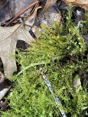 Ptychostomum pseudotriquetrum