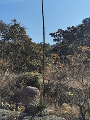 Agave schidigera