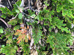 Selaginella stauntoniana