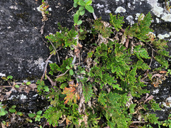 Selaginella stauntoniana