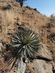 Agave schidigera