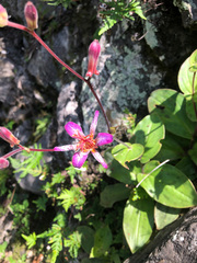 Tricyrtis lasiocarpa