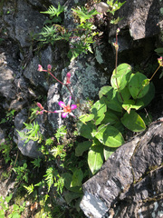 Tricyrtis lasiocarpa