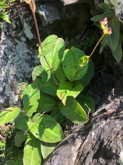 Tricyrtis lasiocarpa