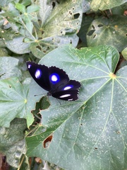 Hypolimnas bolina nerina