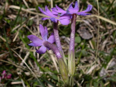 Primula halleri